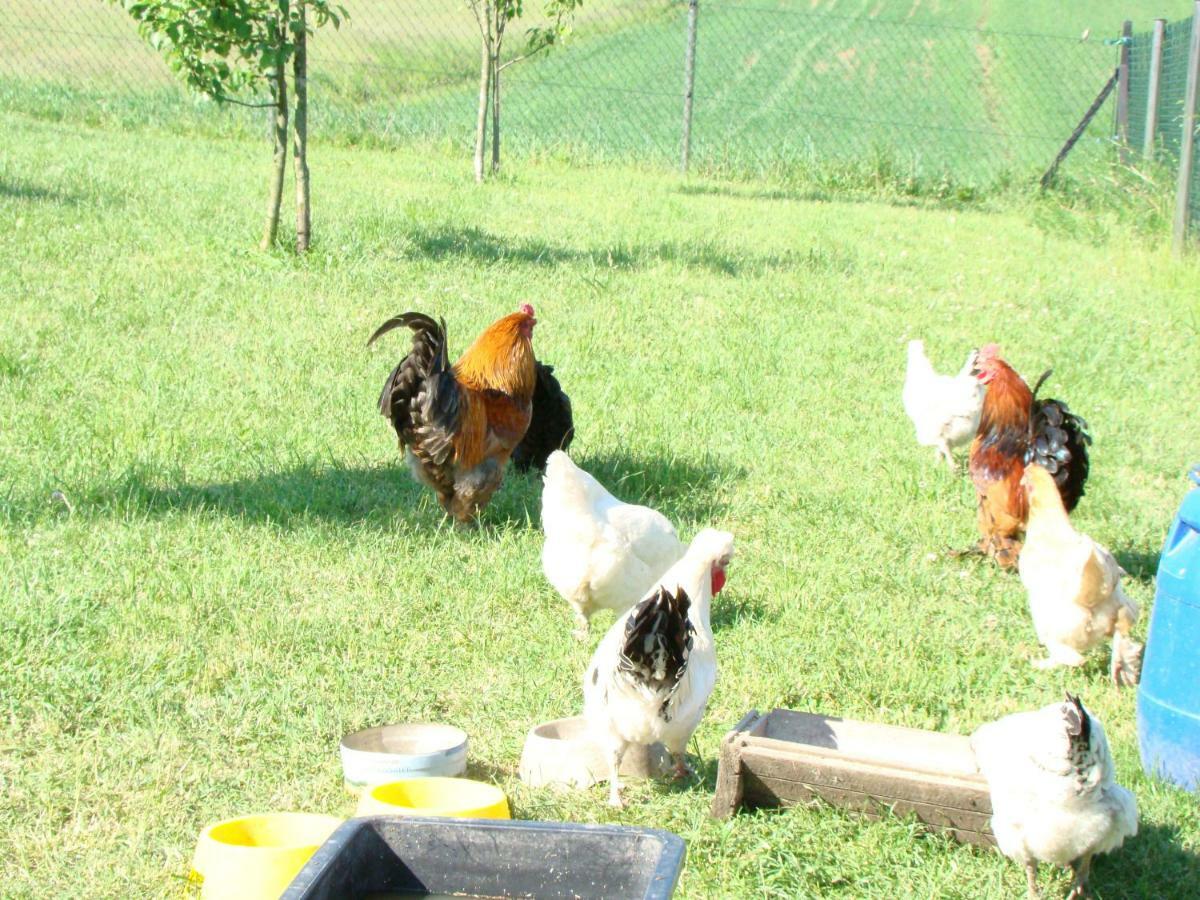 Pokoje Przy Kominie ピエツキ エクステリア 写真